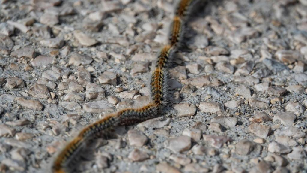 Oruga procesionaria.