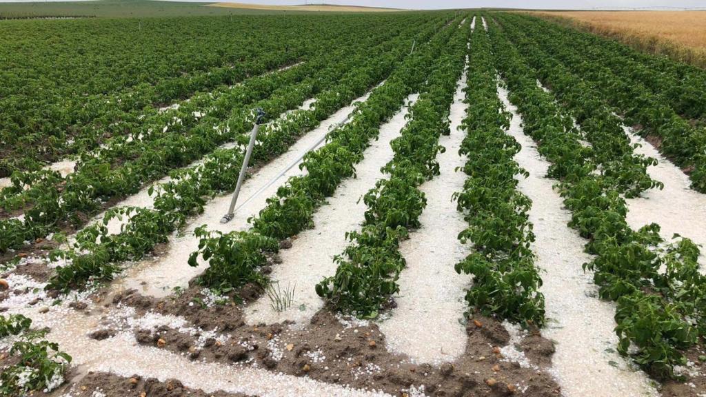 El granizo afectó a toda Castilla y León a la cebada, trigo, colza, patata y cebollas en las provincias de Ávila, Valladolid y Palencia