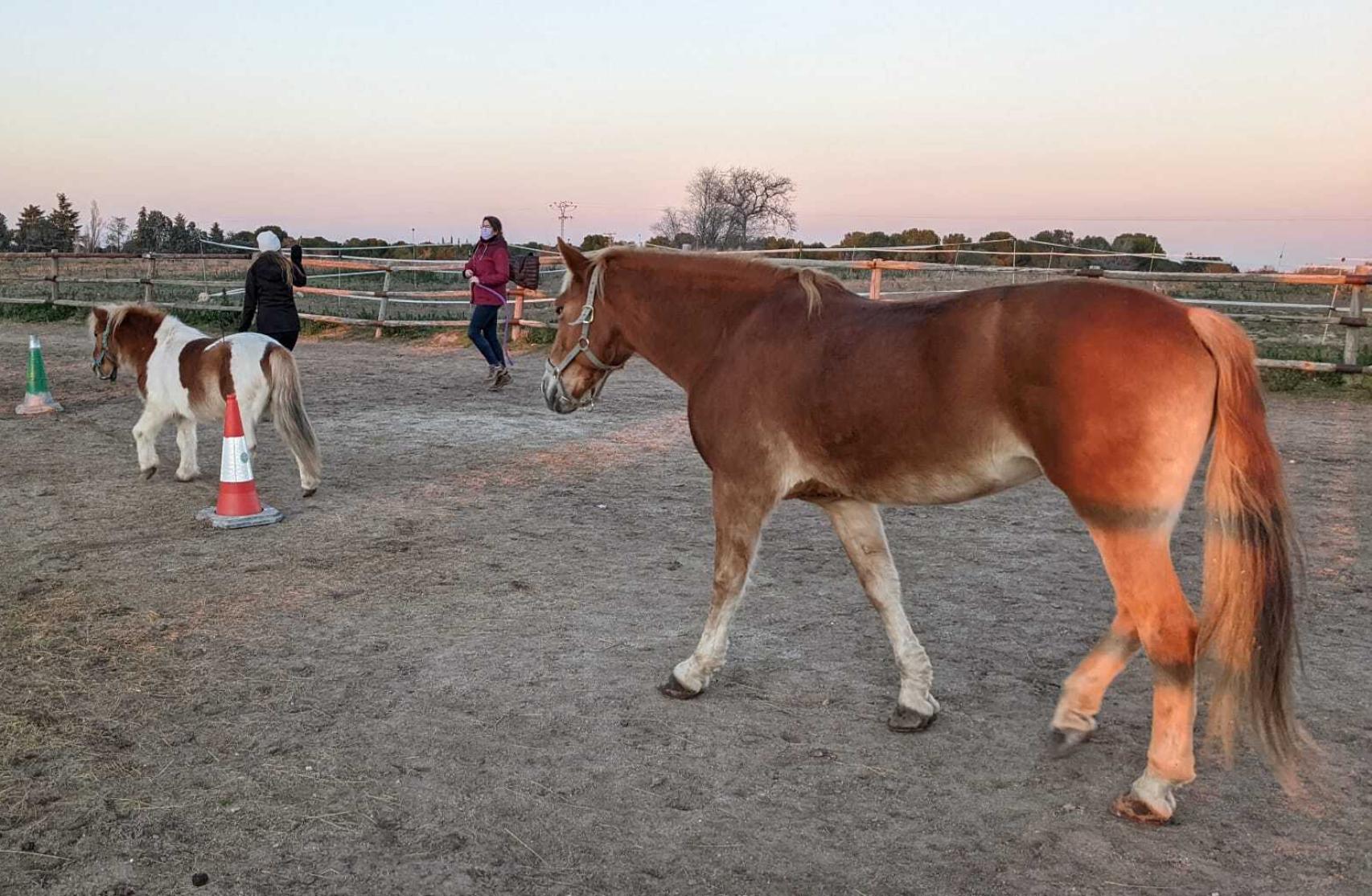 Imagen de Apolo, uno de los caballos que participan en las terapias asistidas.