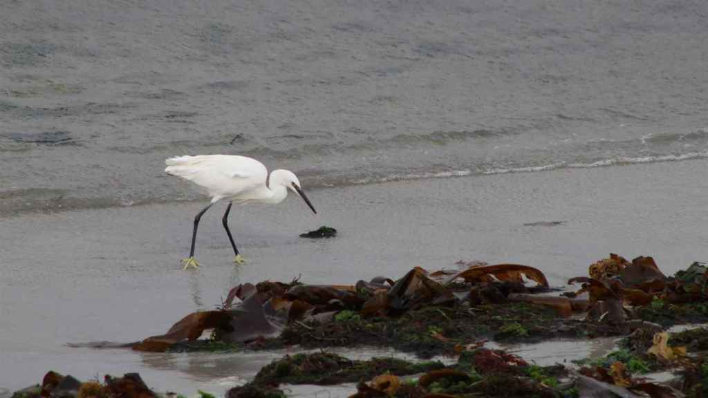 Garzota en la playa de A Calzoa, en Vigo.