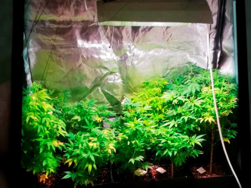 La marihuana encontrada en el registro