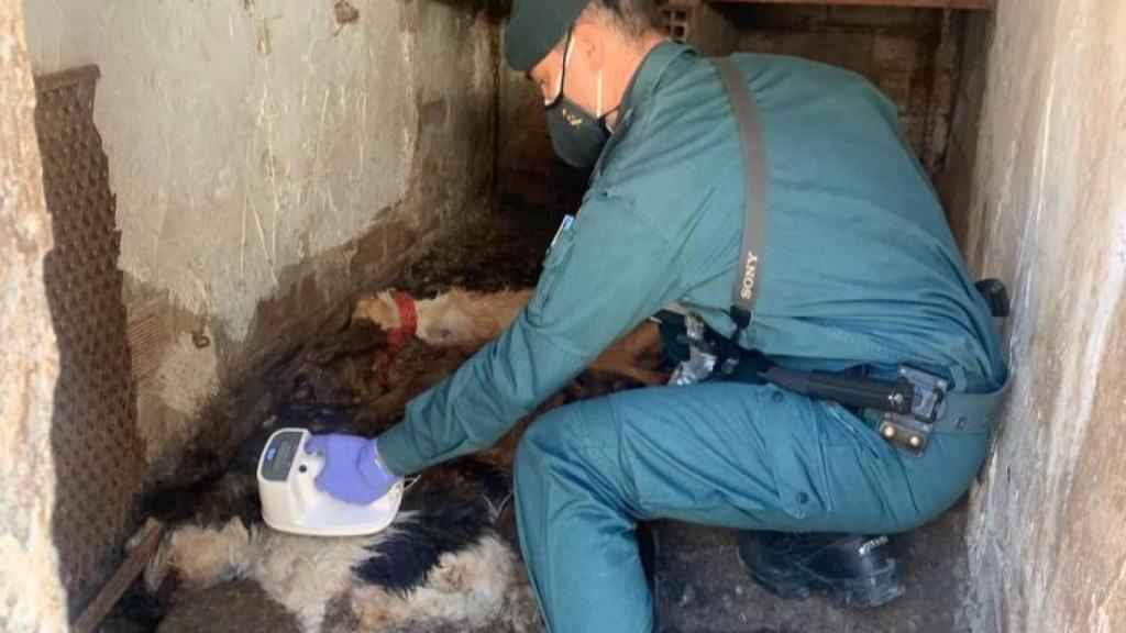 Un agente de la Guardia Civil analiza uno de los animales