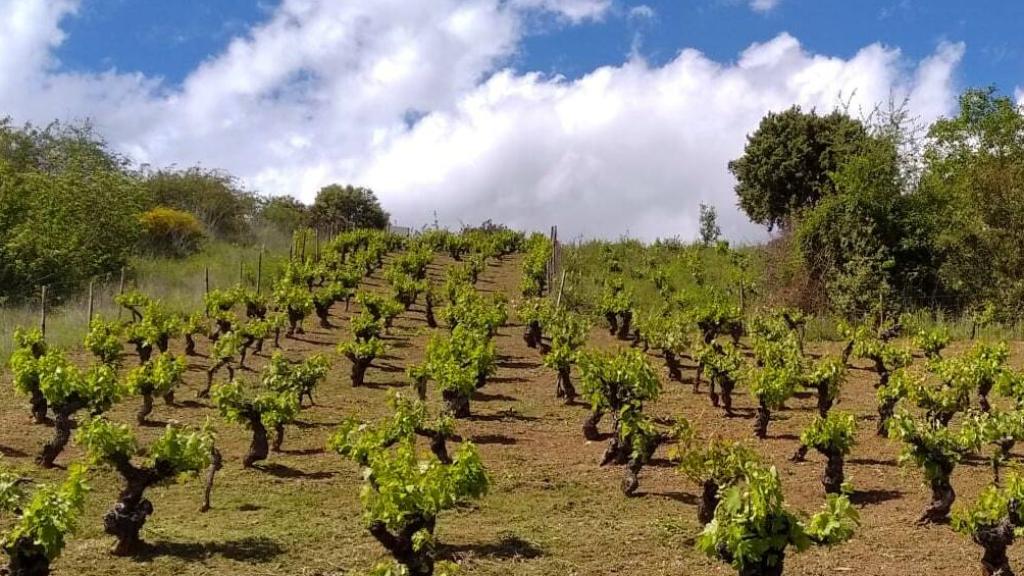 La autenticidad de un vino la marca el origen