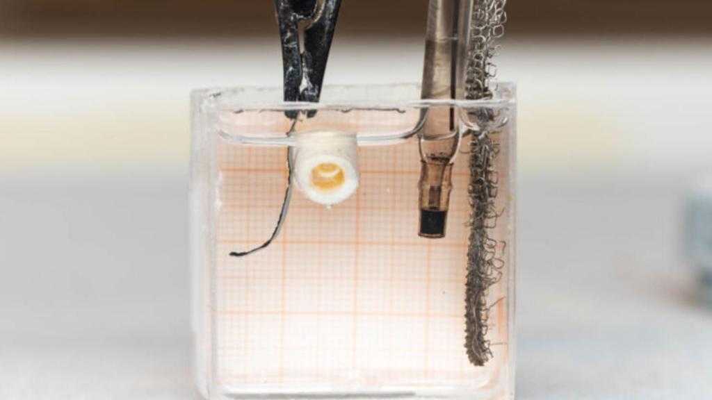 Una tira del material antes de colocarse alrededor de un hueso de pollo.