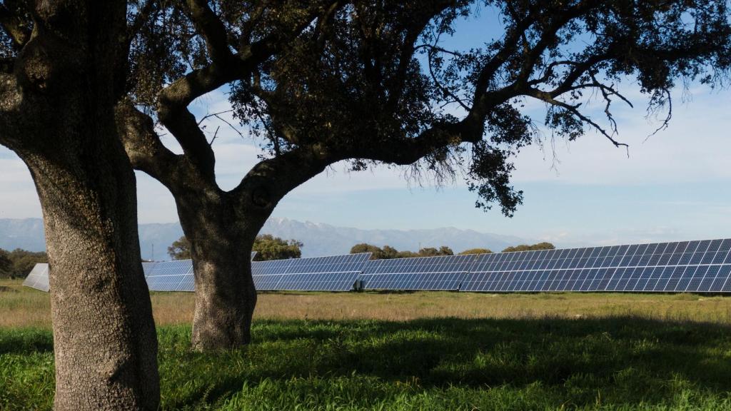 Encinas centenaria protegidas junto a las placas solares.