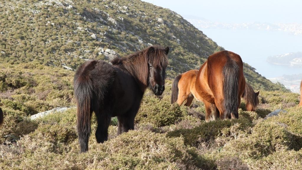 Caballos salvajes de Galicia.
