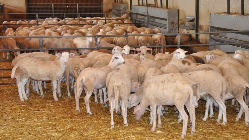Corderos de ganaderos en la cooperativa Cogesur.