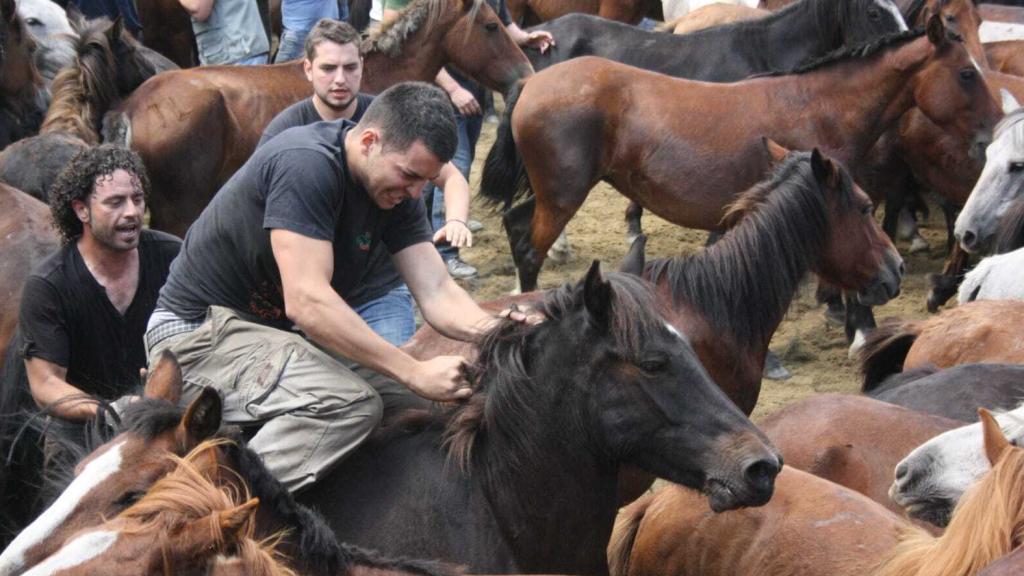 Un 'besteiro' durante la fiesta tradicional de la Rapa das Bestas en Sabucedo.