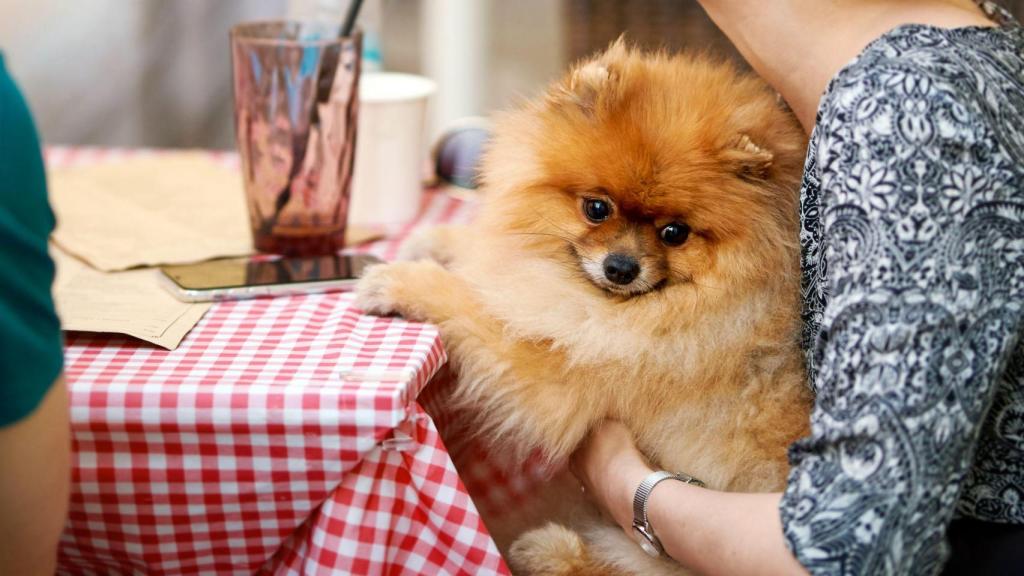 5 planes para hacer con tu perro en Santiago de Compostela