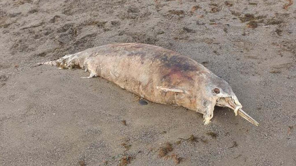 El delfín de esta mañana en Manilva.