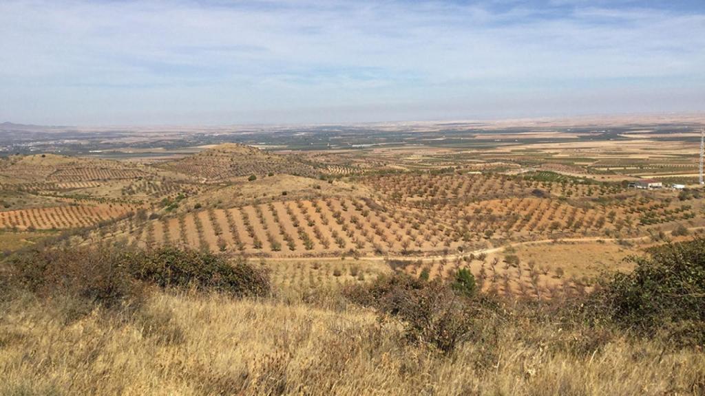 Viñedos de Vinos del Viento