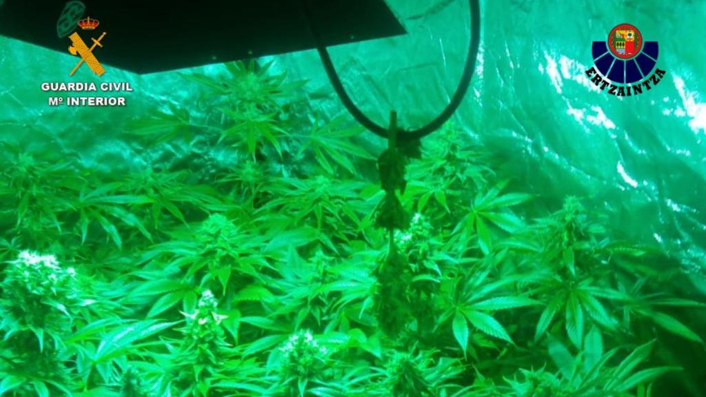 Imagen de la plantación de marihuana facilitada por la Guardia Civil