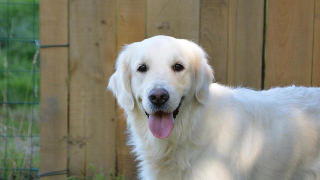 ¿Qué significa la expresión 'tener más hambre que el perro de un ciego'?