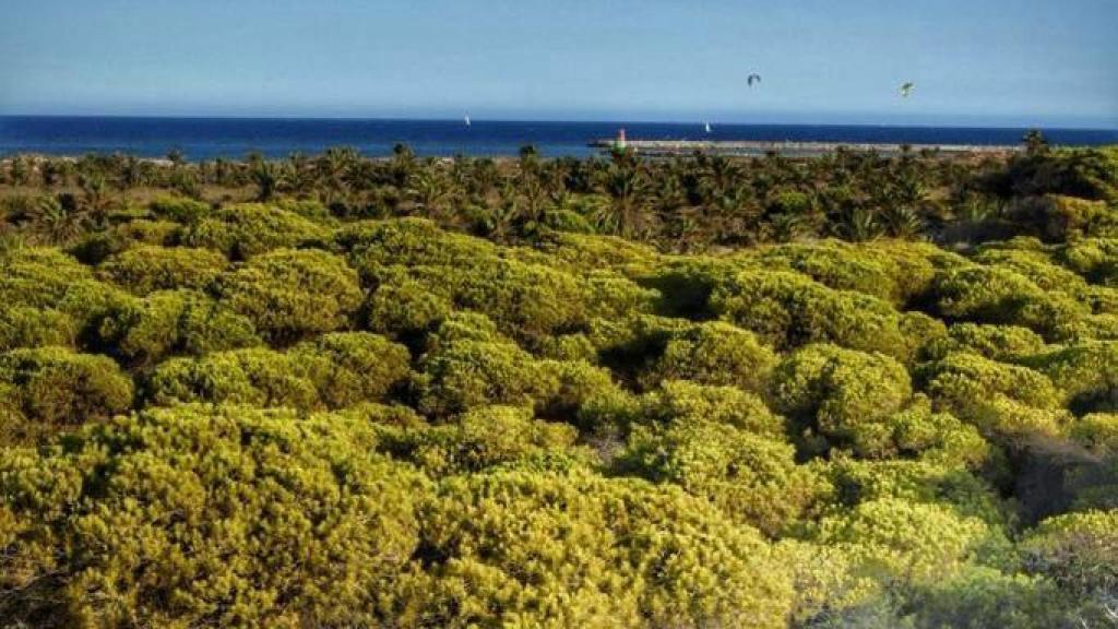 La pinada de Guardamar que está siendo talada por la Generalitat.