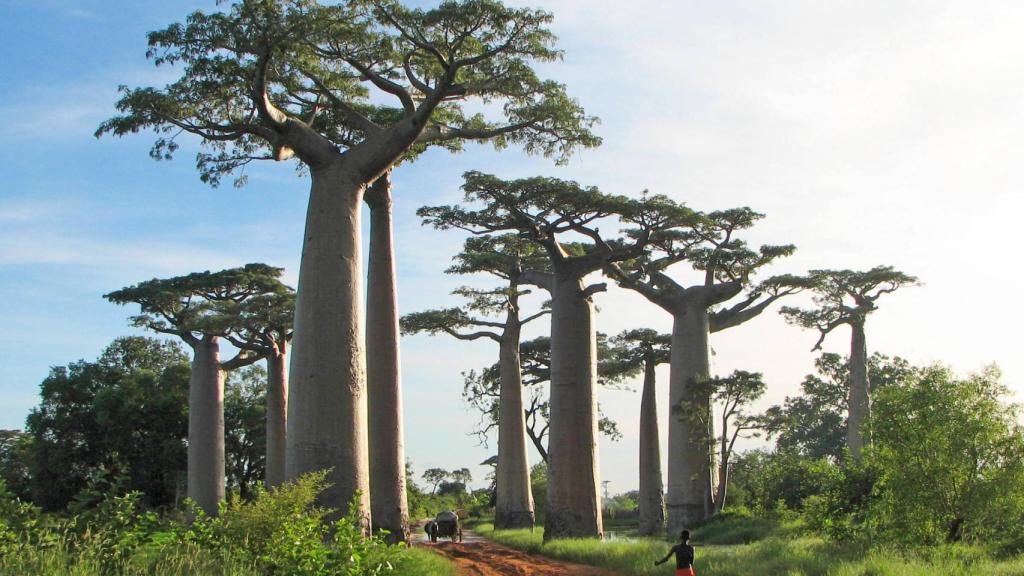 Avenida de los baobabs