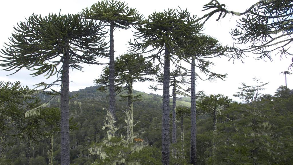 Una población de araucarias