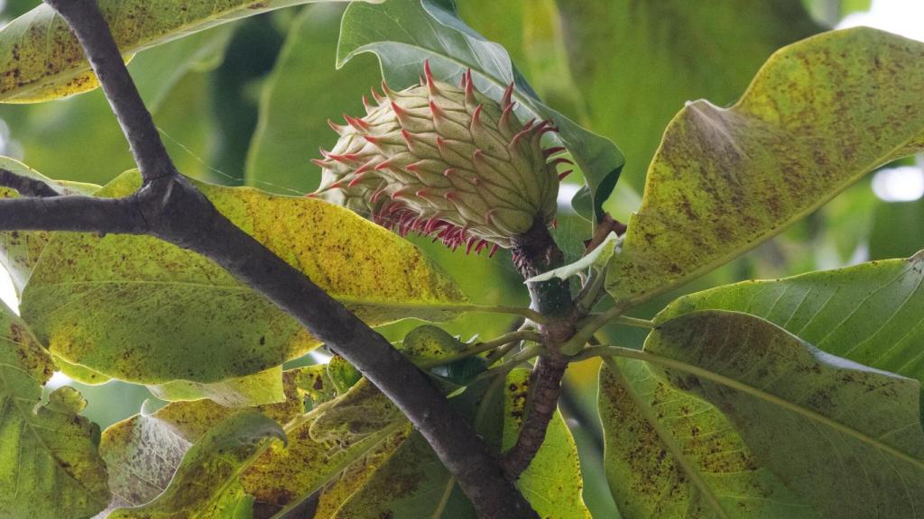 Hojas de magnolia officinalis