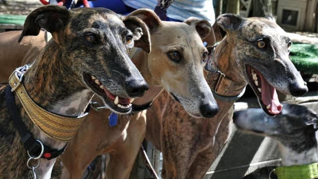 Varios de los perros de La Pradera Equidivia.