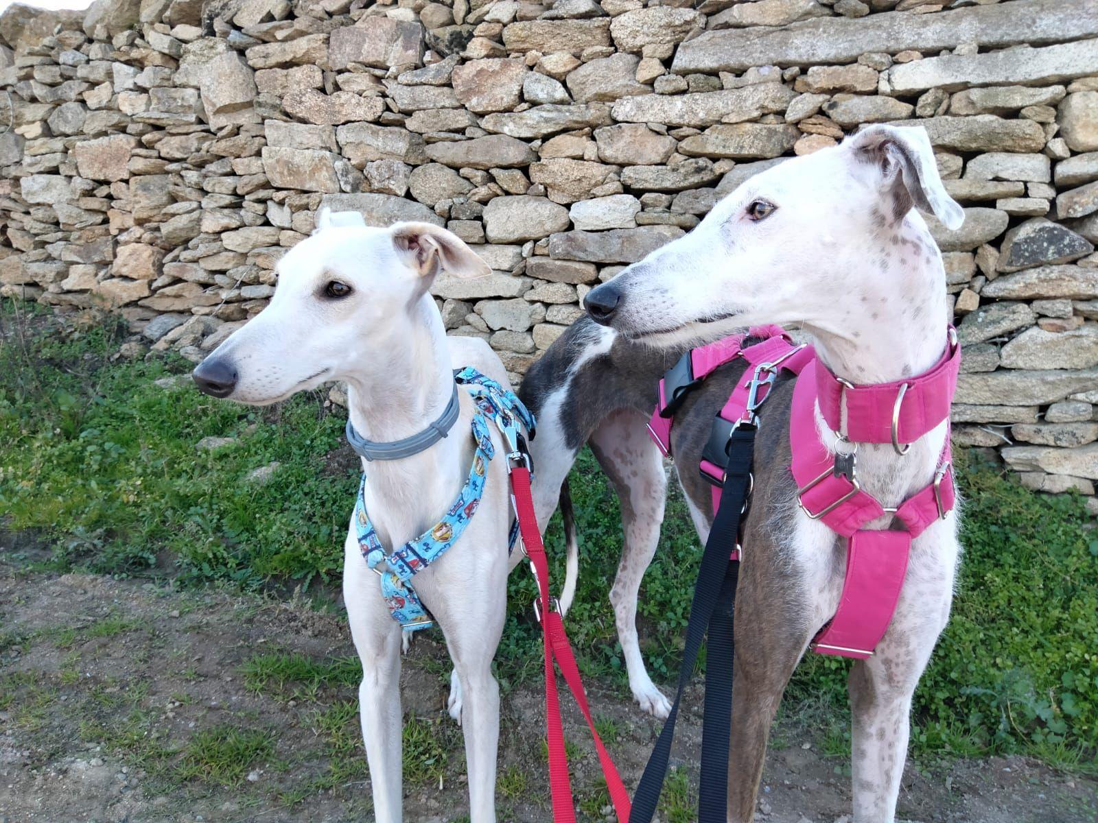 Dos perros con arnés (Cedida).