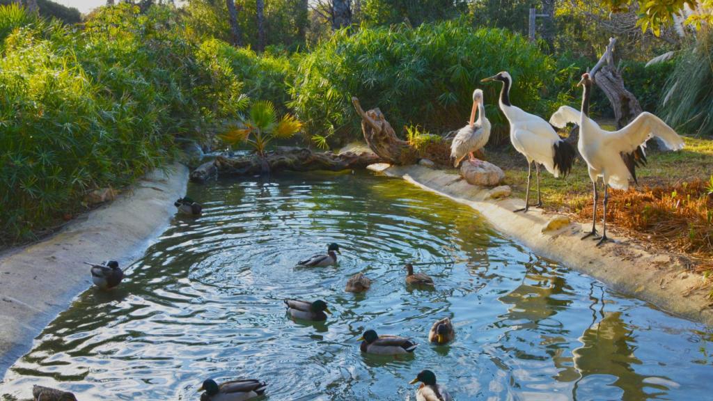 Aves silvestres visitan Terra Natura.