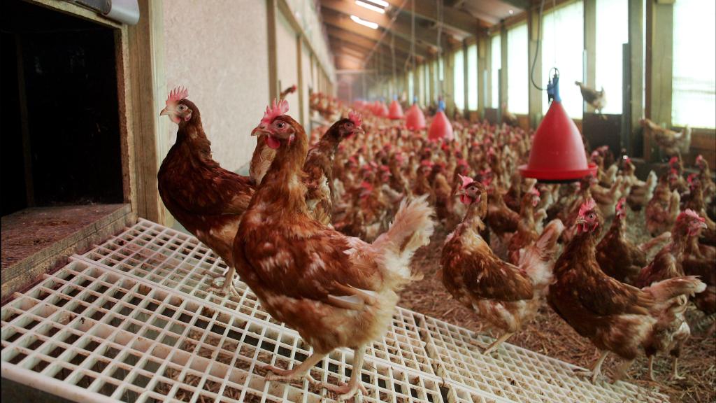 Granja avícola.
