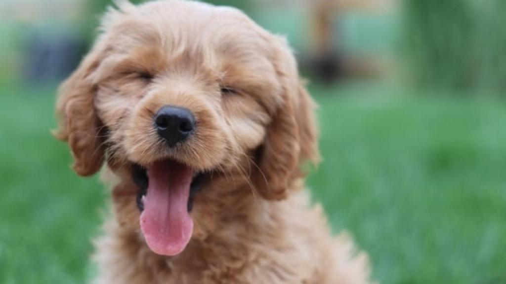 Madrid es la ciudad de España más pet-friendly para viajar en 2022