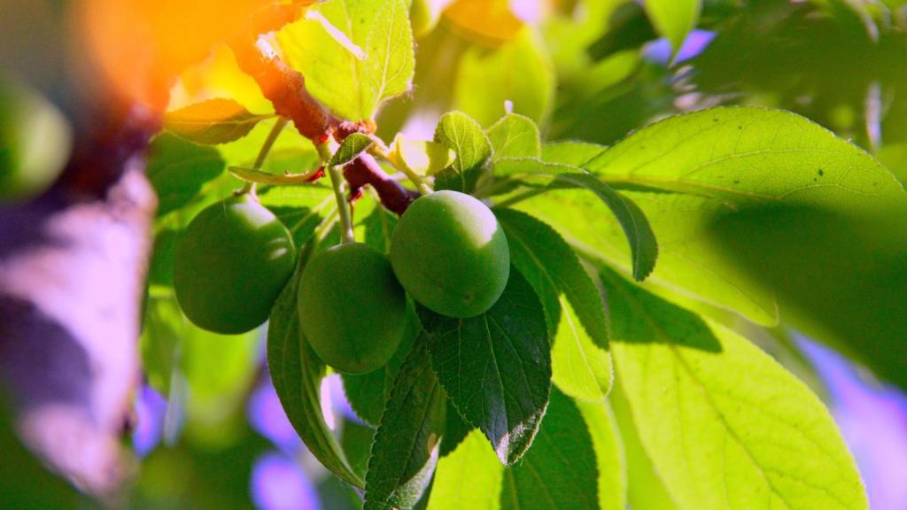 Un ciruelo, 'arana' en vasco.