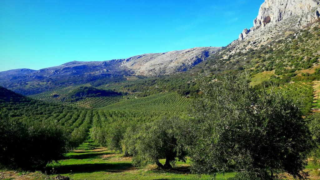 Los olivares del Parque Natural de las Sierras Subbéticas, en Córdoba, donde la cooperativa recoge sus aceitunas.