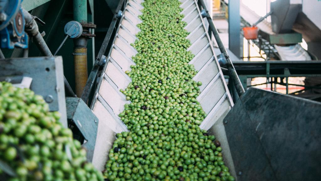 Aceitunas hojiblancas.