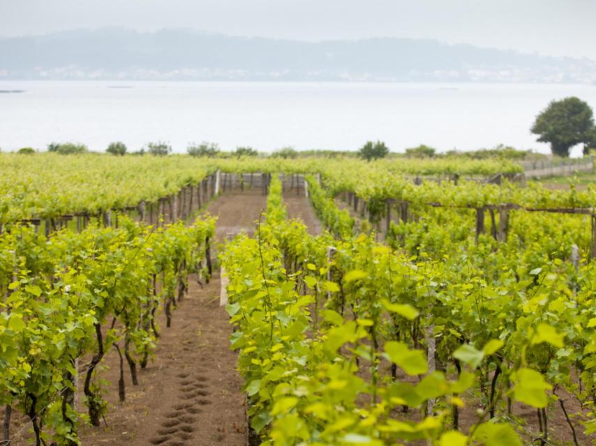 Ruta del vino Rías Baixas