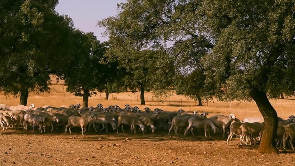 Un rebaño de ovejas de raza manchega. Foto: DO Queso Manchego.