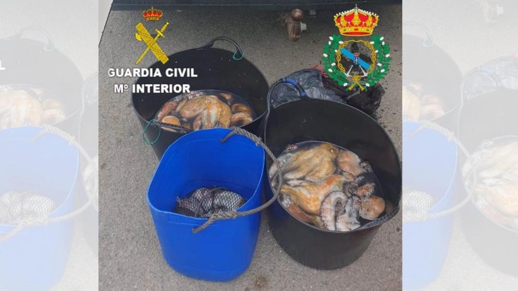 Pulpo intervenido en el puerto de Camariñas.