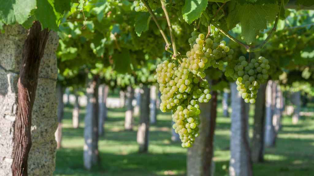 Romanticismo autóctono