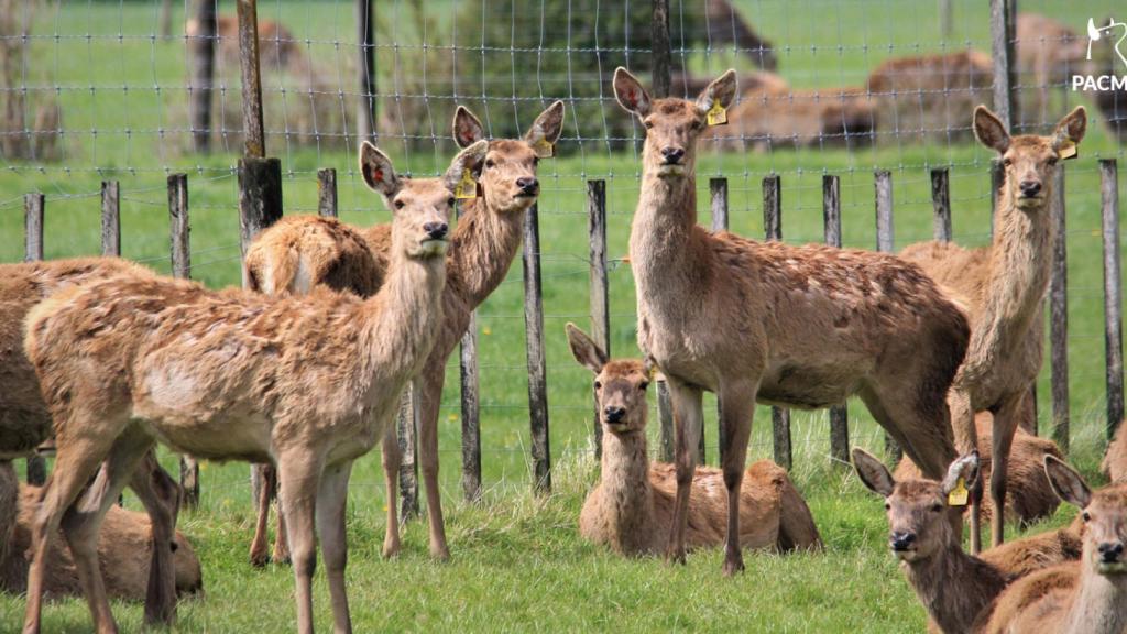 Granjas cinegéticas de Castilla y León