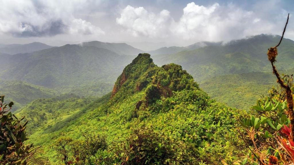 La UE prohibirá la importación de materias primas que destruyan los bosques tropicales
