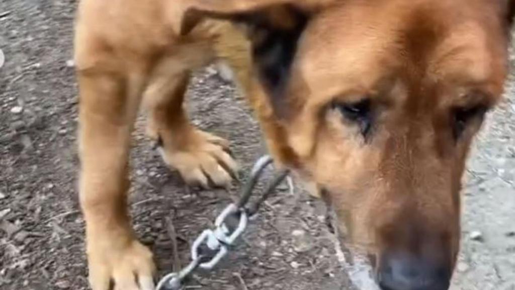 El perro de Betanzos encadenado.