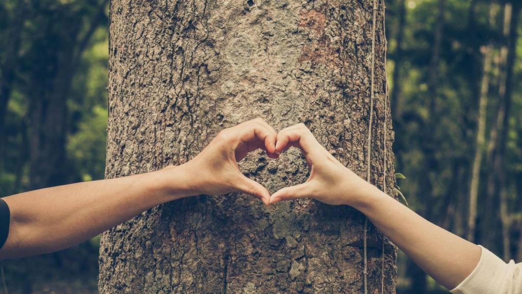 Árbol, sostenibilidad, naturaleza.