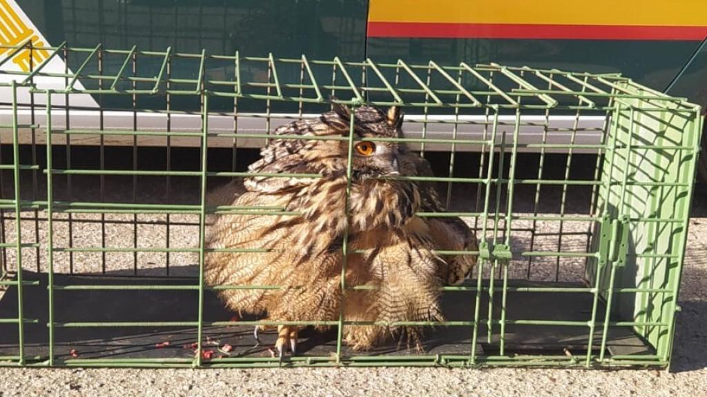 El búho real recatado en La Pueblanueva (Toledo).