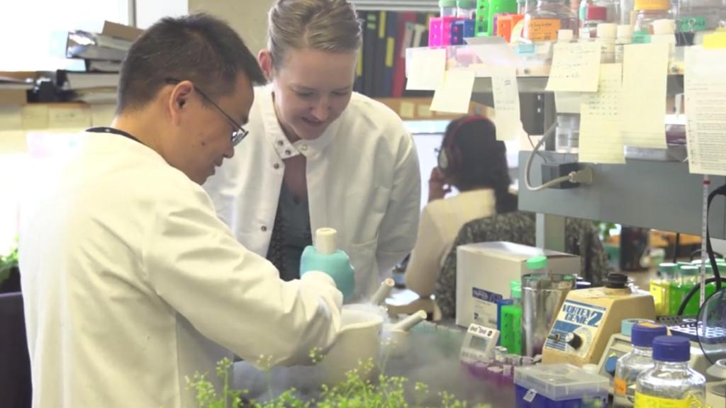 Investigación en el Salk Institute.