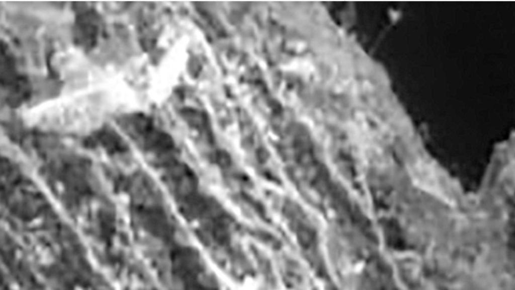 Imagen microscópica de las raíces.