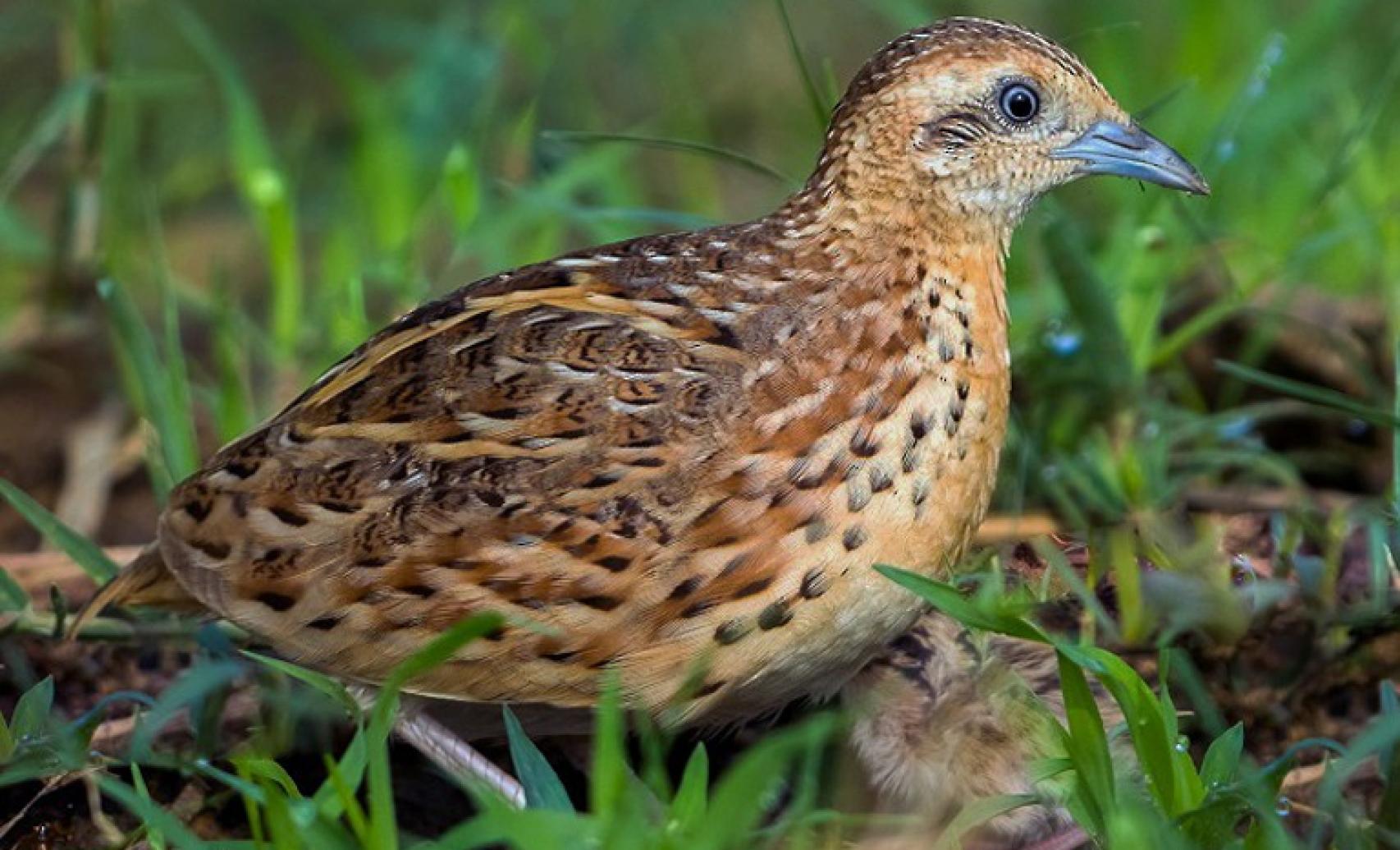 Imagen del ave extinta conocida como torillo andaluz.