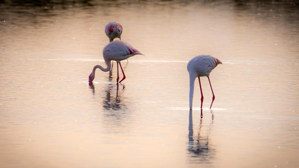 Los flamencos, una especie típica de las Salinas de Santa Pola.