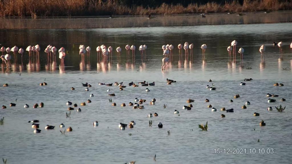 Flamencos en las marismas de Doñana.