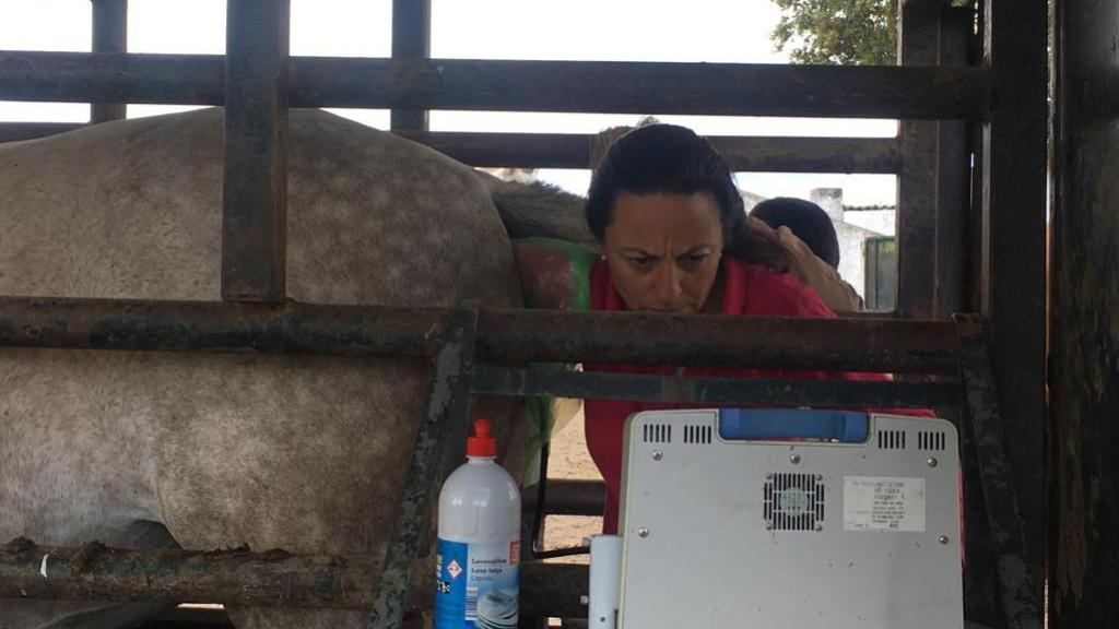Mónica Pineda realizando una ecografía a una yegua.