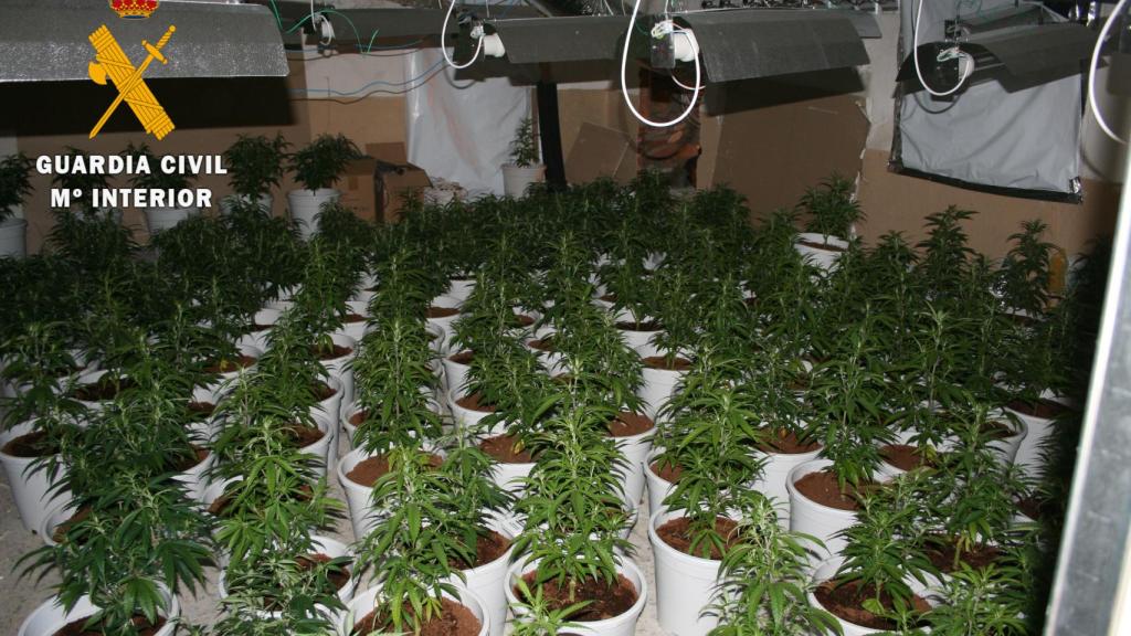 Plantación de marihuana 'indoor'