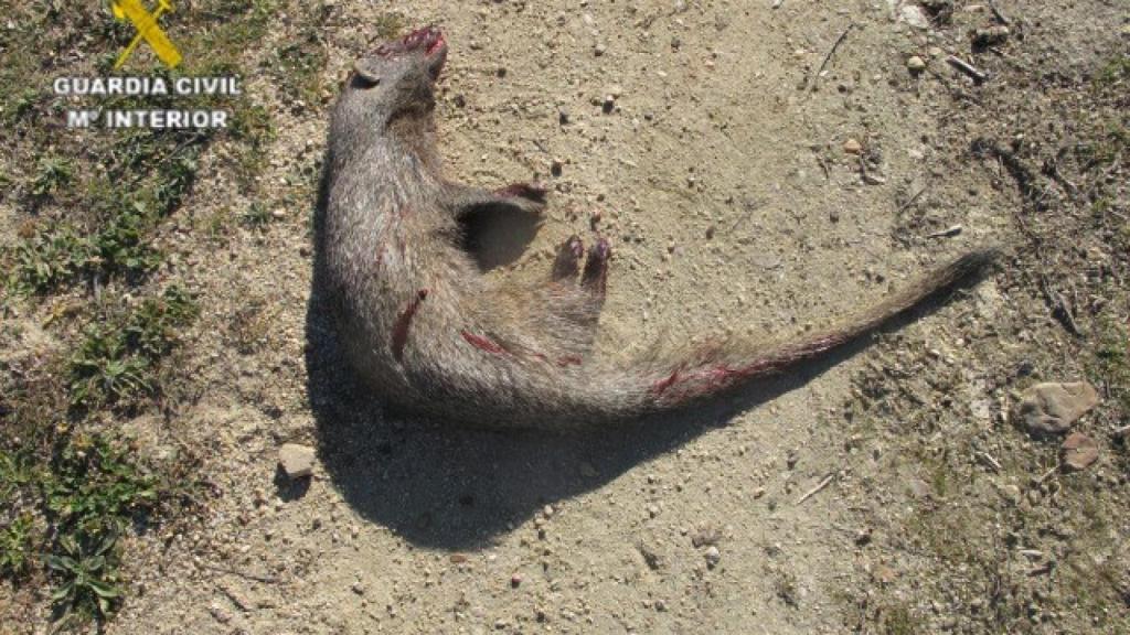 El ejemplar de meloncillo muerto.