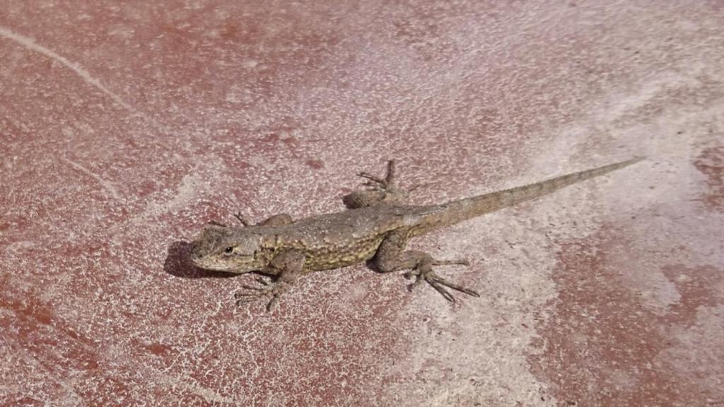 Una lagartija mejicana.