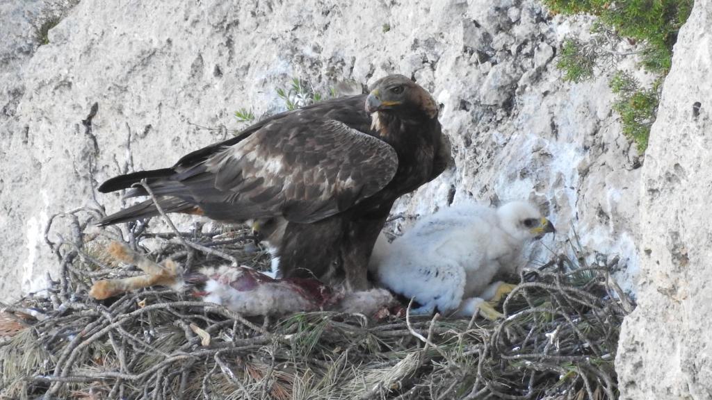 Águila Real y una cría.