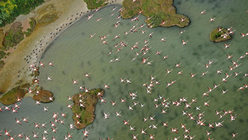 Imagen de flamencos sobrevolando Doñana.