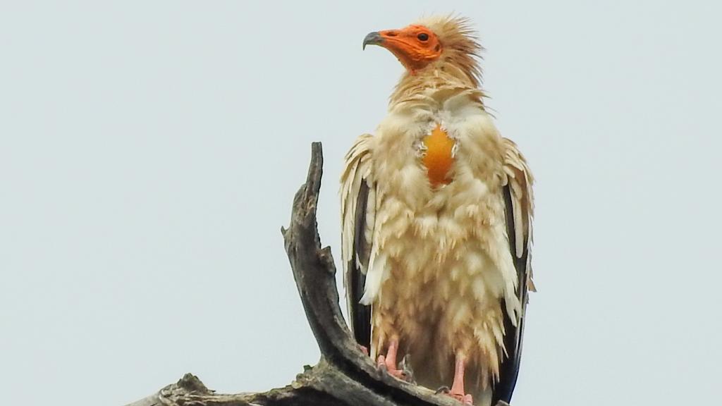 Alimoche en el Monte de Los Palancares y Agregados.